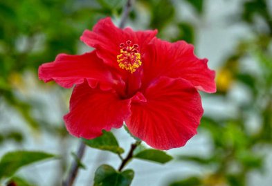 Hibiscus Bush Snow Queen (Hibiscus rosa-sinensis) - Bird of ParadiseUSA - Medium 16-18"