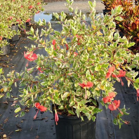 Hibiscus Bush Snow Queen (Hibiscus rosa-sinensis) - Bird of ParadiseUSA - Medium 16-18"