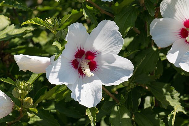 Bird of Paradise Hibiscus Bush - Thumbnail 2