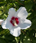 Hibiscus Bush White Wing (Hibiscus arnottianus) - Bird of ParadiseUSA - Grower's Pick 25-30"