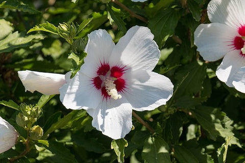 Hibiscus Bush White Wing (Hibiscus arnottianus) - Bird of ParadiseUSA - Grower's Pick 25-30"