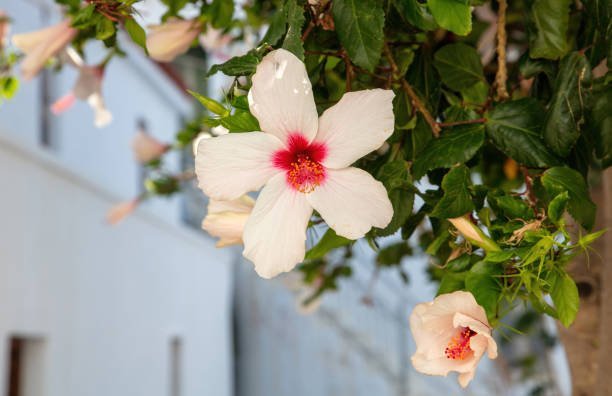 Bird of Paradise Hibiscus Bush