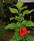 Hibiscus Standard Double Red (Hibiscus rosa-sinensis) - Bird of ParadiseUSA - Medium 4-5'