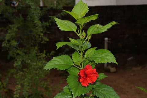 Hibiscus Standard Double Red (Hibiscus rosa-sinensis) - Bird of ParadiseUSA - Medium 4-5'