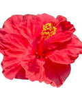 Hibiscus Standard Double Red (Hibiscus rosa-sinensis) - Bird of ParadiseUSA - Medium 4-5'