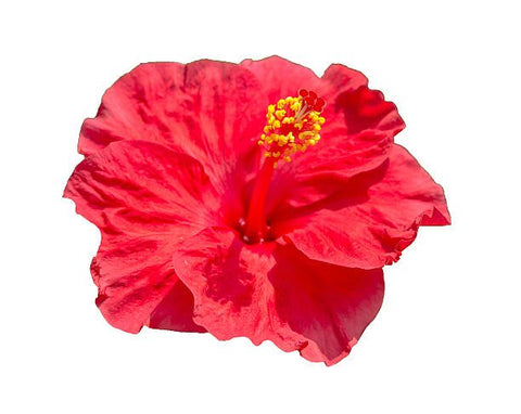 Hibiscus Standard Double Red (Hibiscus rosa-sinensis) - Bird of ParadiseUSA - Medium 4-5'