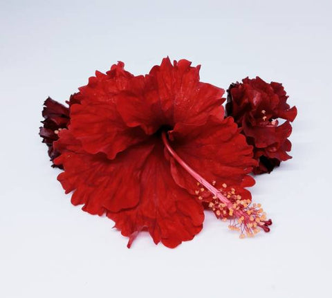 Hibiscus Standard Double Red (Hibiscus rosa-sinensis) - Bird of ParadiseUSA - Medium 4-5'