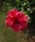 Hibiscus Standard Double Red (Hibiscus rosa-sinensis) - Bird of ParadiseUSA - Medium 4-5'