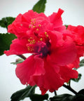 Hibiscus Standard Double Red (Hibiscus rosa-sinensis) - Bird of ParadiseUSA - Medium 4-5'