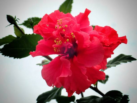 Hibiscus Standard Double Red (Hibiscus rosa-sinensis) - Bird of ParadiseUSA - Medium 4-5'