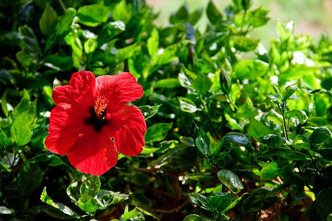 Hibiscus Standard (Hibiscus rosa-sinensis) from Bird of Paradise USA 03