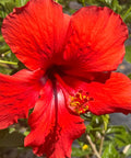 Hibiscus Standard (Hibiscus rosa-sinensis) from Bird of Paradise USA 01