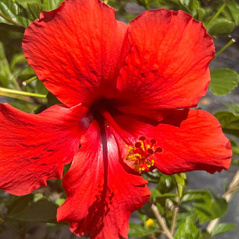 Hibiscus Standard (Hibiscus rosa-sinensis) from Bird of Paradise USA 01