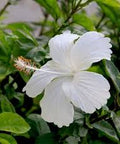 Hibiscus Standard La France (Hibiscus rosa-sinensis) from Bird of Paradise USA 04