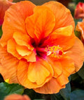 Hibiscus Standard Orange (Hibiscus rosa-sinensis 'Orange') from Bird of Paradise USA 03