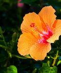 Hibiscus Standard Orange (Hibiscus rosa-sinensis 'Orange') from Bird of Paradise USA 01