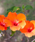 Hibiscus Standard Orange (Hibiscus rosa-sinensis 'Orange') from Bird of Paradise USA 04