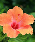 Hibiscus Standard Orange (Hibiscus rosa-sinensis 'Orange') from Bird of Paradise USA 02