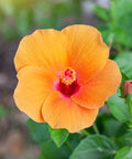 Hibiscus Standard Orange (Hibiscus rosa-sinensis 'Orange') from Bird of Paradise USA 05