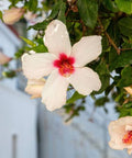Hibiscus Standard White Wing (Hibiscus arnottianus) from Bird of Paradise USA 05