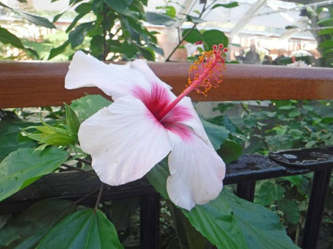 Hibiscus Standard White Wing (Hibiscus arnottianus) from Bird of Paradise USA 04