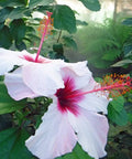 Hibiscus Standard White Wing (Hibiscus arnottianus) from Bird of Paradise USA 02