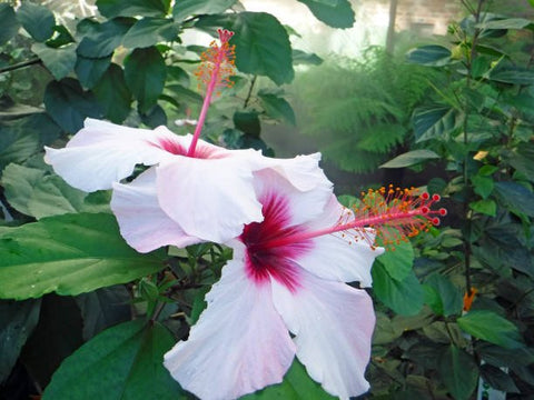 Hibiscus Standard White Wing (Hibiscus arnottianus) from Bird of Paradise USA 02