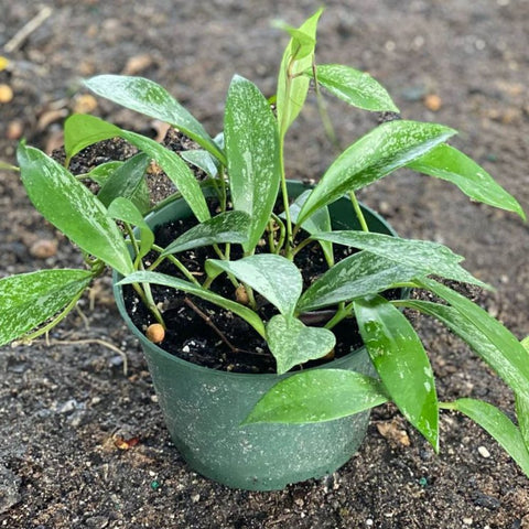 Hoya Pubicalyx HB - Bird of ParadiseUSA - 1 Gallon