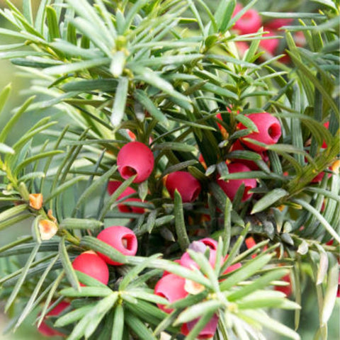 Ilex Bufordii Holly (Ilex cornuta 'Burfordii') from Bird of Paradise USA 02