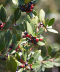 Ilex Bufordii Holly (Ilex cornuta 'Burfordii') from Bird of Paradise USA 04