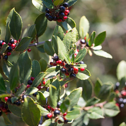 Ilex Bufordii Holly (Ilex cornuta 'Burfordii') from Bird of Paradise USA 04