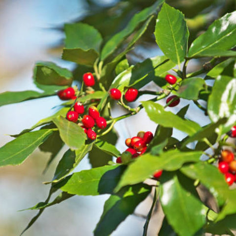 Ilex Bufordii Holly (Ilex cornuta 'Burfordii') from Bird of Paradise USA 01