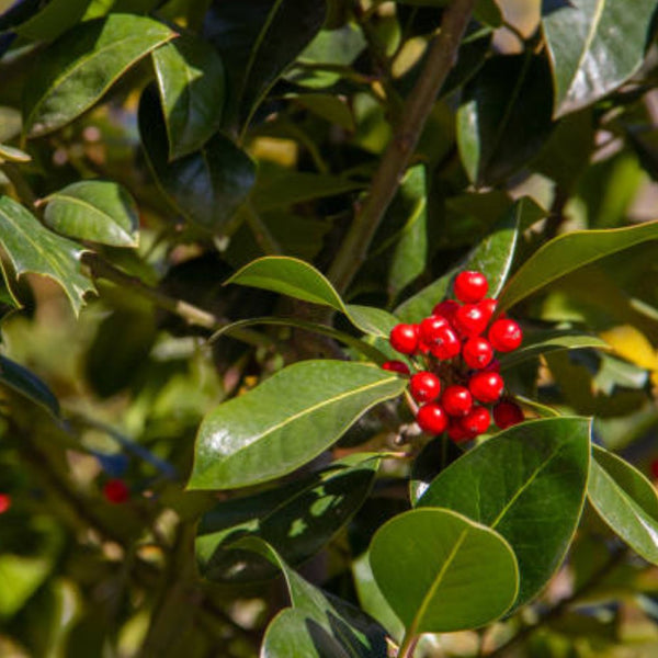 Ilex Bufordii Holly (Ilex cornuta 'Burfordii')