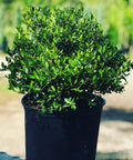 Ilex Schilling Dwarf Yaupon Holly (Ilex vomitoria 'Schilling Dwarf') - Bird of ParadiseUSA - 3 Gallon