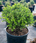 Ilex Schilling Dwarf Yaupon Holly (Ilex vomitoria 'Schilling Dwarf') - Bird of ParadiseUSA - 3 Gallon