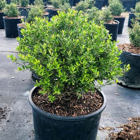 Ilex Schilling Dwarf Yaupon Holly (Ilex vomitoria 'Schilling Dwarf') - Bird of ParadiseUSA - 3 Gallon