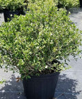 Ilex Schilling Dwarf Yaupon Holly (Ilex vomitoria 'Schilling Dwarf') - Bird of ParadiseUSA - 3 Gallon