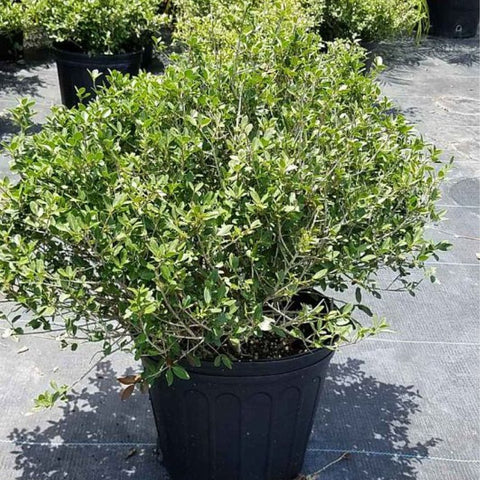 Ilex Schilling Dwarf Yaupon Holly (Ilex vomitoria 'Schilling Dwarf') - Bird of ParadiseUSA - 3 Gallon