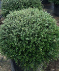 Ilex Schilling Dwarf Yaupon Holly (Ilex vomitoria 'Schilling Dwarf') - Bird of ParadiseUSA - 7 Gallon