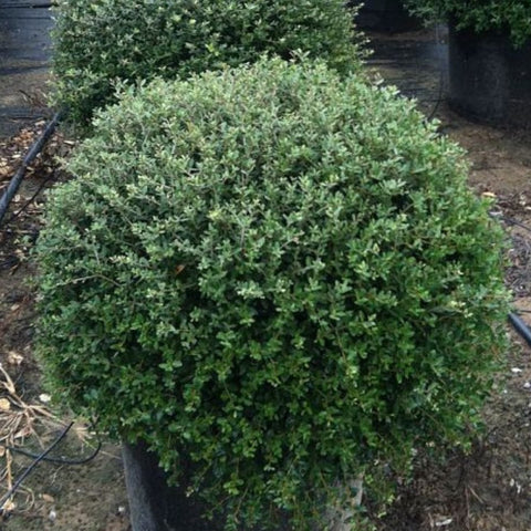 Ilex Schilling Dwarf Yaupon Holly (Ilex vomitoria 'Schilling Dwarf') - Bird of ParadiseUSA - 7 Gallon