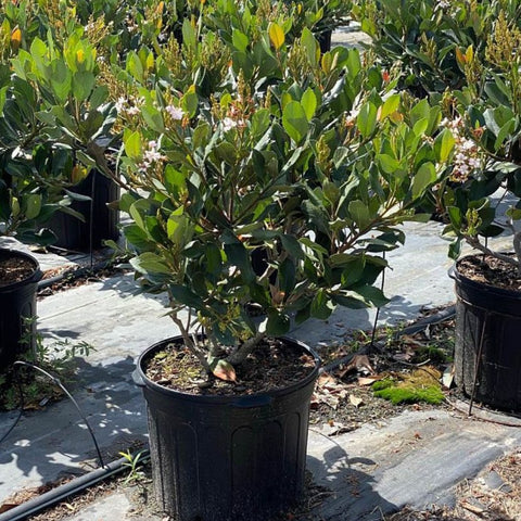 Indian Hawthorn (Rhaphiolepis Indica) from Bird of Paradise USA 05