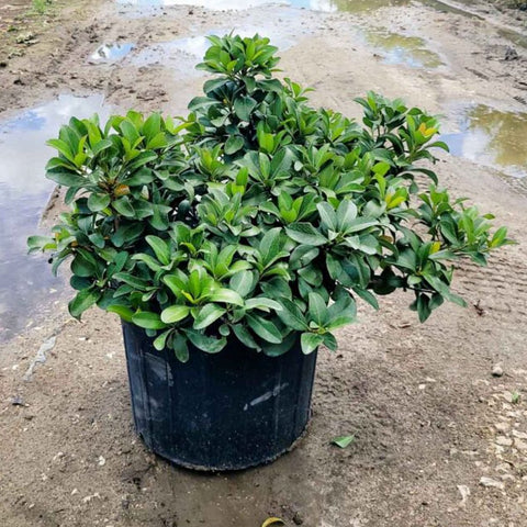 Indian Hawthorn (Rhaphiolepis Indica) from Bird of Paradise USA 04