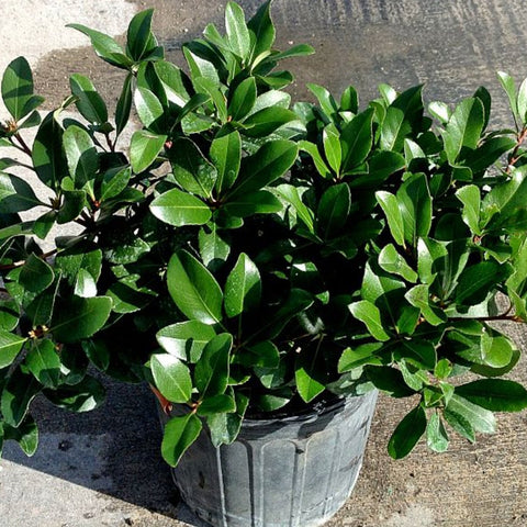 Indian Hawthorn (Rhaphiolepis Indica) from Bird of Paradise USA 03