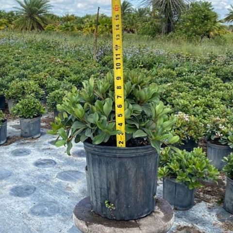 Indian Hawthorn (Rhaphiolepis Indica) from Bird of Paradise USA 02