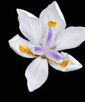 Iris African White (Dietes iridioides) - Bird of ParadiseUSA - Medium