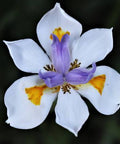 Iris African White (Dietes iridioides) - Bird of ParadiseUSA - Medium