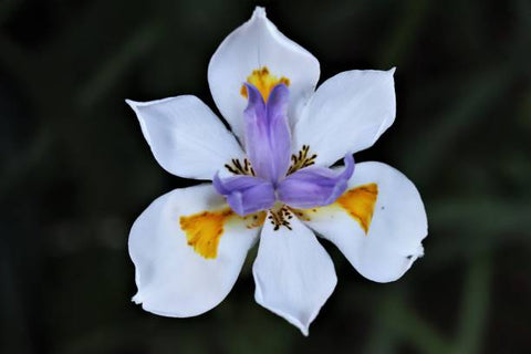 Iris African White (Dietes iridioides) - Bird of ParadiseUSA - Medium