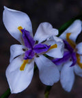 Iris African White (Dietes iridioides) - Bird of ParadiseUSA - Medium