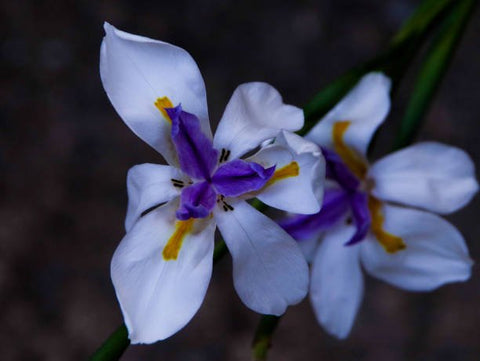 Iris African White (Dietes iridioides) - Bird of ParadiseUSA - Medium