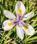 Iris African White (Dietes iridioides) - Bird of ParadiseUSA - Medium